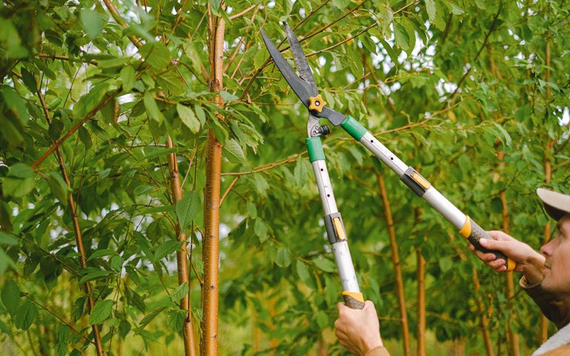 Tree trimming in Grambling, LA
